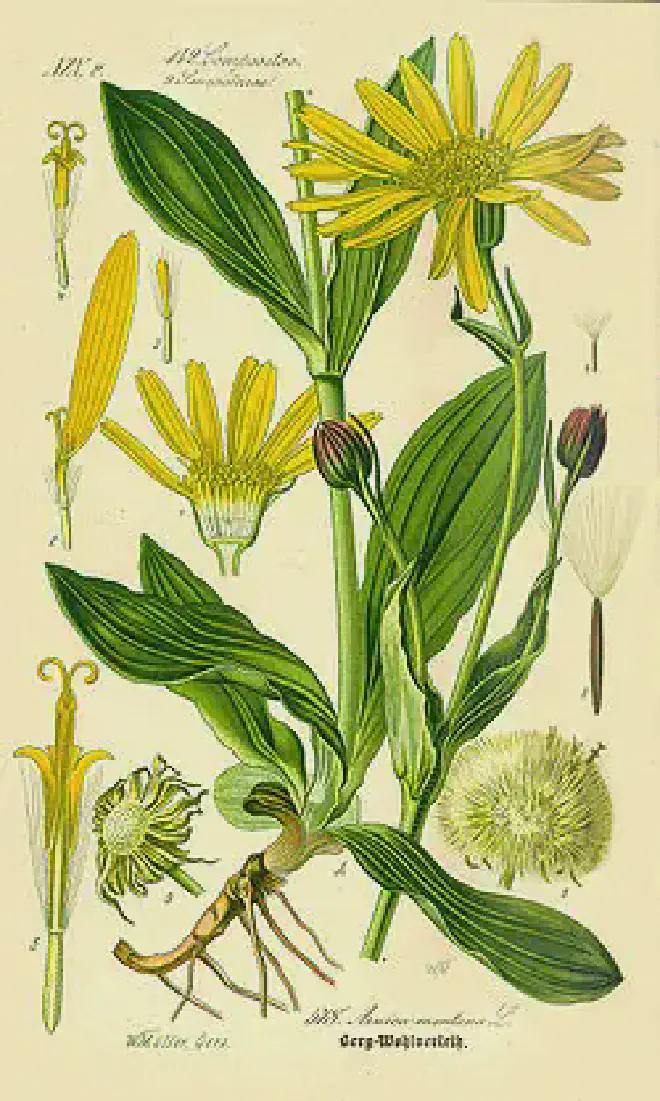 Ilustración de Árnica montana realizada por Otto Wilhelm Thomé para su libro Flora von Deutschland, Österreich und der Schweiz, publicado en 1.885 y que puede verse en la Wikipedia, gracias a Kurt Stueber