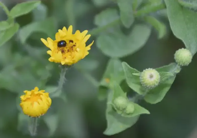En esta flor progresa una familia de escarabajos del polen. Crédito de la imagen: Ricardo Daniel González