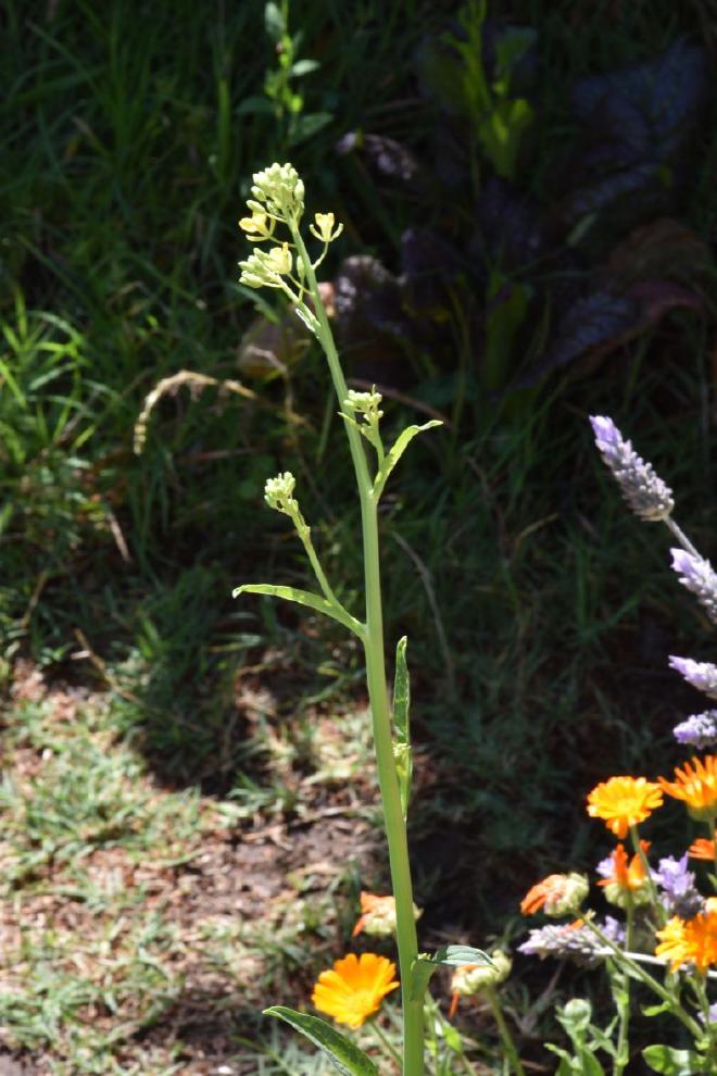 En primer plano la flor de la que surgirán las flores amarillas y se extenderán vainas finísimas cobijando semillas muy pequeñas. Por detrás, una hermana aún exhibe las hojas rugosas y coloridas. Crédito: Ricardo Daniel González