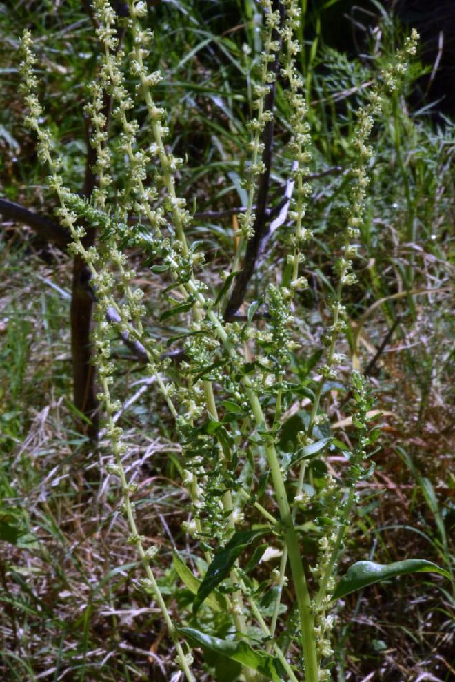 Aquí la vara verde que sostiene infinidad de glomérulos de Acelga. Esta es de una variedad de grandes hojas verdes y pencas anchas y muy blancas. Las obtuve del INTA Pro Huerta muchos años atrás, y aquí va otra generación más. Crédito de la imagen: Ricardo Daniel González