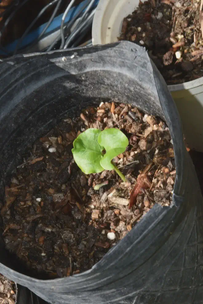 Esta planta de Lagenaria siceraria germinó y se desarrolló antes que la vista previamente. Crédito de la imagen: Ricardo Daniel González