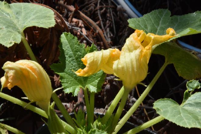 Plantón de Zucchini que con sus tres flores pide espacio en la tierra de la huerta. Crédito: Ricardo Daniel González