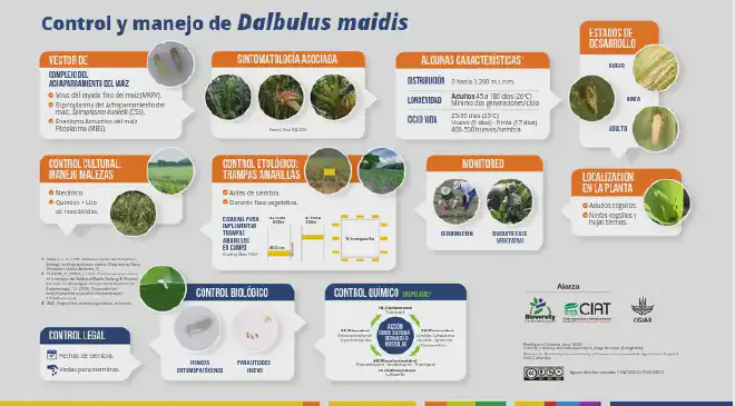 Control y manejo de Dalbulus maidis, según la propuesta de Jairo Rodríguez Chalarca