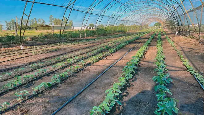 Plantas de soja del programa de introgresión del trait alto porcentaje de vainas con cuatro semillas en el lote del LEFIVE (Diciembre 2023). Cédito de la imagen: Julieta Bianchi