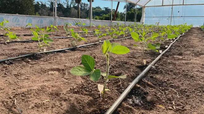 Plantas de soja del programa de introgresión del trait alto porcentaje de vainas con cuatro semillas en el Invernadero del LEFIVE. Crédito de la imagen: Julieta Bianchi