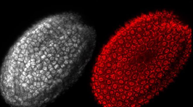 Semilla normal de Arabidopsis thaliana bajo microscopio confocal. Crédito de la imagen: Ignacio Lescano López et al.