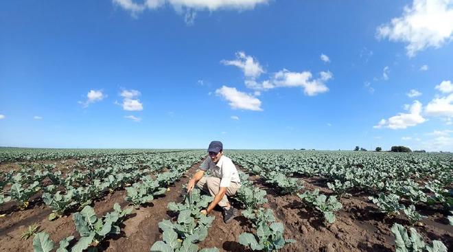 Medición del crecimiento de plantas de brócoli biofortificadas en campos de productores de los cinturones hortícolas de Santa Fe y Mar del Plata. Crédito de la imagen: Fernando Muñoz