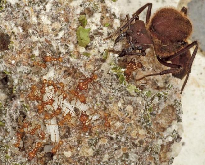 La reina y las obreras de la especie de hormiga cultivadora de hongos cortadores de hojas Atta cephalotes, recolectadas en Panamá, en su jardín de hongos de alta agricultura. Crédito de la imagen: Karolyn Darrow