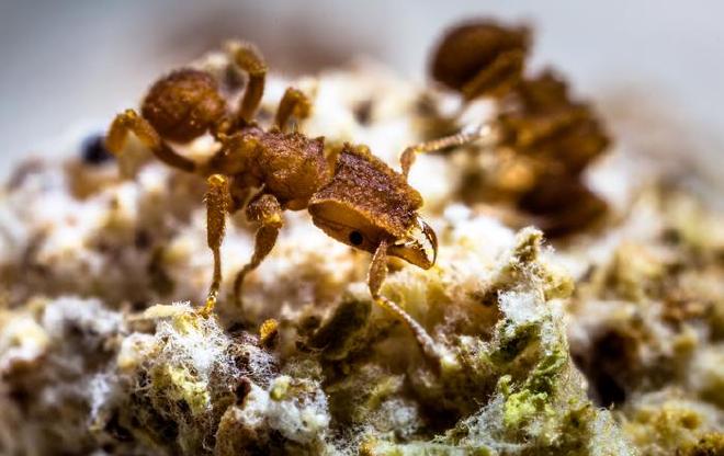 Una trabajadora del cultivo de hongos de la rara especie de hormiga Mycetophylax asper, recolectada en Santa Catarina, Brasil, en 2014, en su jardín de hongos. Crédito de la imagen: Don Parsons.