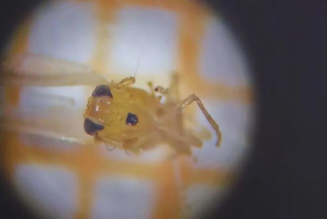 La chicharrita africana tiene una mancha negra distintiva en la frente. Crédito de la imagen: INTA