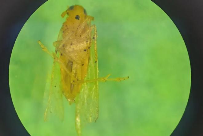 Otra de las características distintivas de la chicharrita africana es el espolón en el ápice de las tibias de sus patas traseras. Crédito de la imagen: INTA