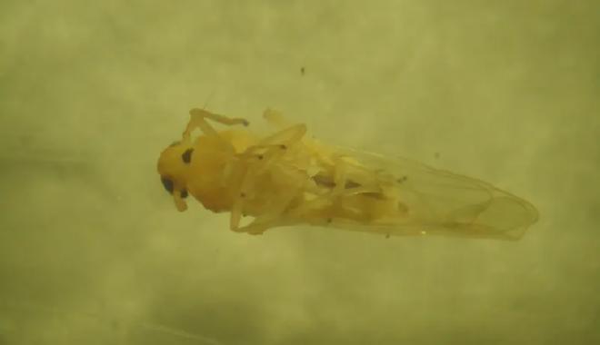 Ejemplar de Chicharrita africana, Leptodelphax maculigera, detectado en territorio argentino