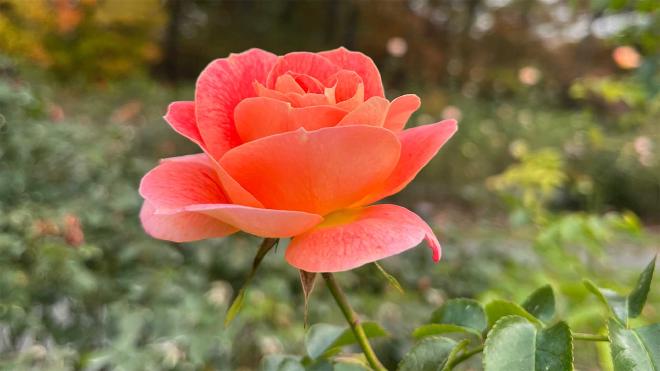 Rosa en el Jardín Botánico de Nueva York. Algunas variedades crecen sin espinas