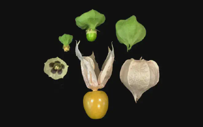 Physalis, una variedad de tomate pequeño que se desarrolla en el interior de un &rsquo;envase&rsquo; de hojas que lo protege. En América del Sur tiene el nombre común de Uchuva, entre otros