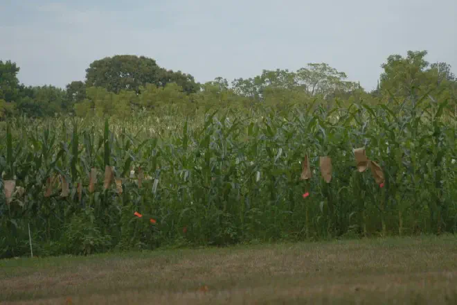 Campo de maíz en la Cold Spring Harbor Laboratory’s Uplands Farm