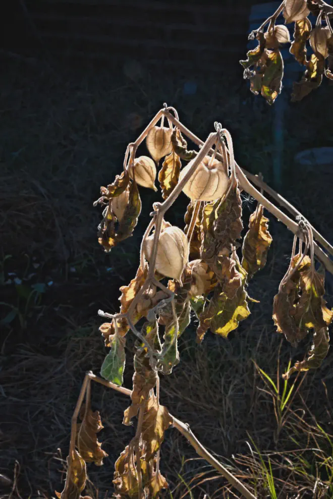 Planta de Physalis peruviana, Uchuva, Uvilla, Aguaymanto, afectada por una helada tardía