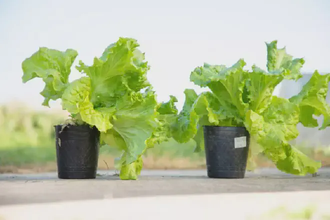 Plántulas, o plantines, de Lechuga Crespa variedad Cisne, desarrollada por el equipo del IABIMO-INTA