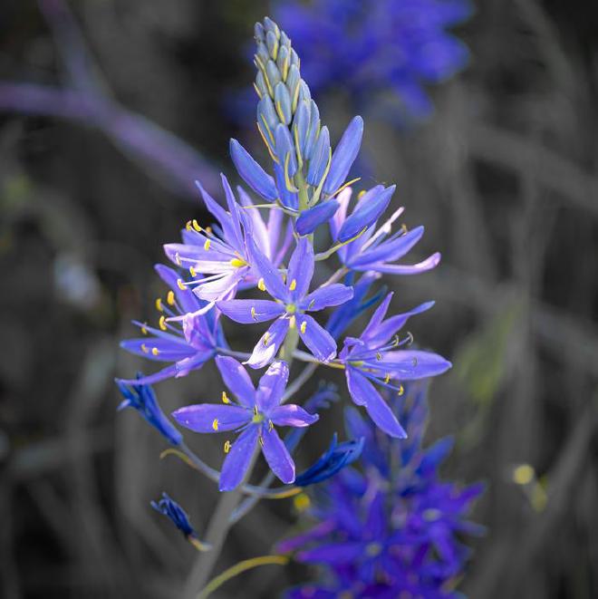 Flores de Camas en el Valle Willamette, en Oregon