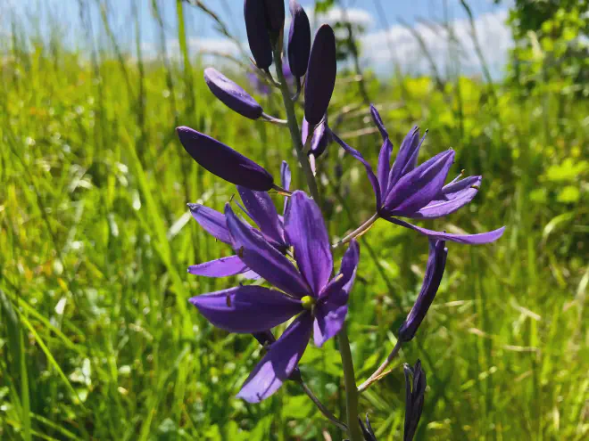 Flores de Camas (Camassia)