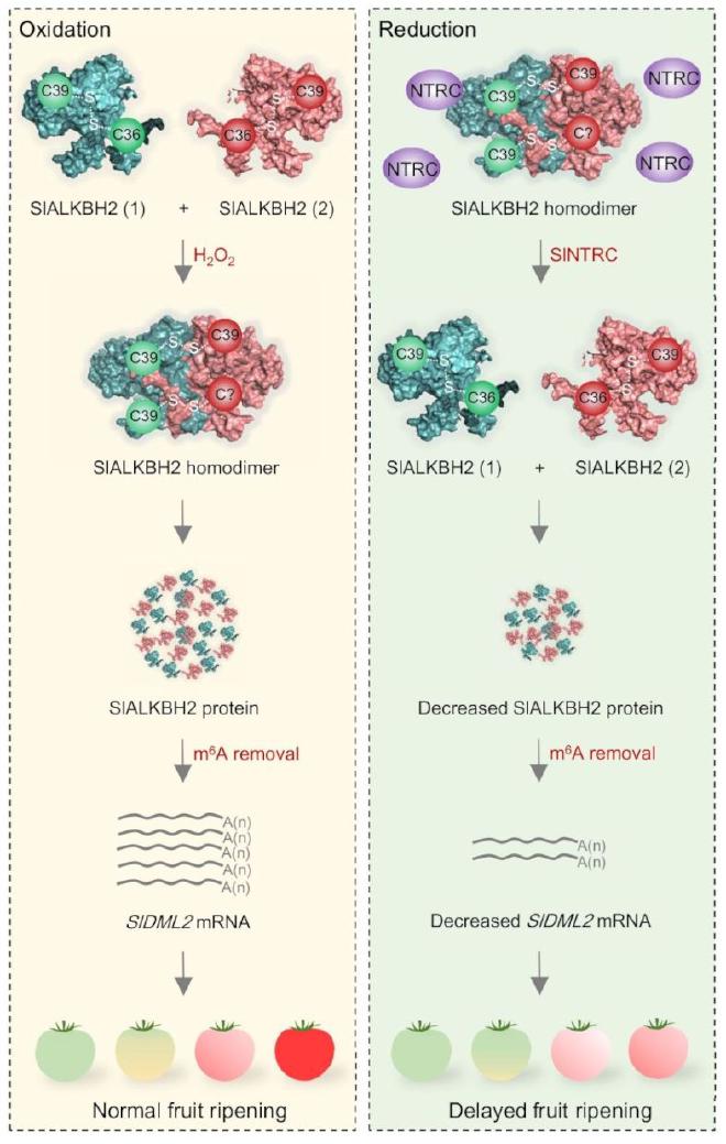 Figura 1. Un modelo para la regulación redox de SlALKBH2 en la modulación de la maduración del fruto del <strong>tomate</strong> (imagen de ZHOU Leilei)