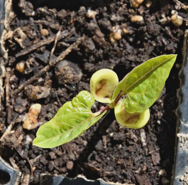 Asoma otra planta de Frijol indio, Chaucha japonesa, Lablab purpureus