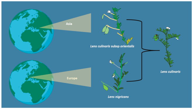 Origen de Lens culinaris.