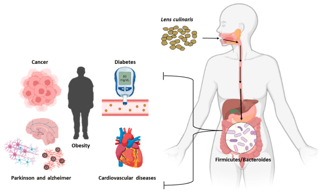 Efecto del consumo de lentejas sobre la salud humana