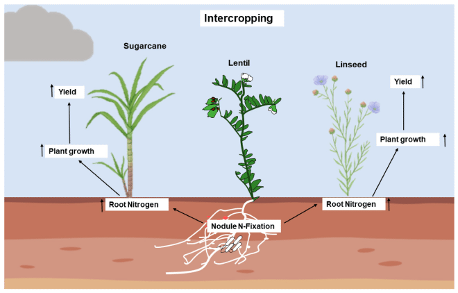 Cultivo intercalado de lentejas