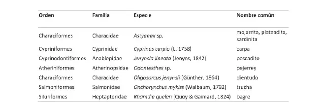 Ictiofauna asociada al río señalada por los pobladores. Se incluyen Orden, Familia y Especie y sus nombres comunes