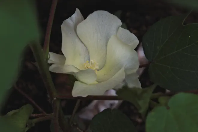 <strong>Flor de algodón</strong>