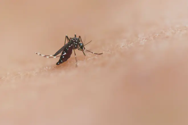 Mosquito Aedes aegypti