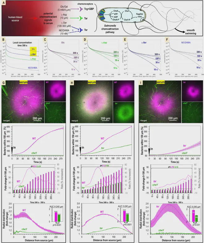 **La atracción por el suero humano está mediada por la quimiotaxis y el quimiorreceptor Tsr. **