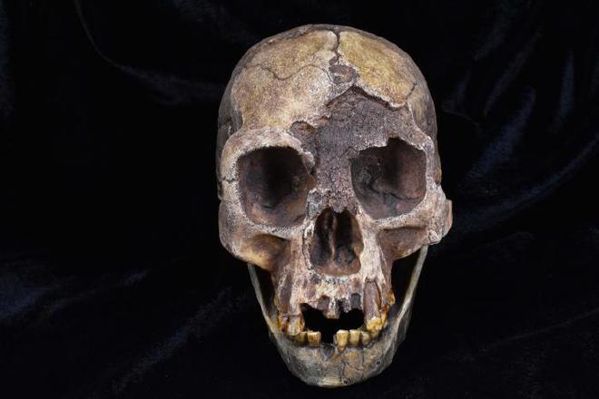 Un molde del cráneo de Homo floresiensis, una de las especies de homínidos analizadas en el último estudio | Imagen: The Duckworth Laboratory