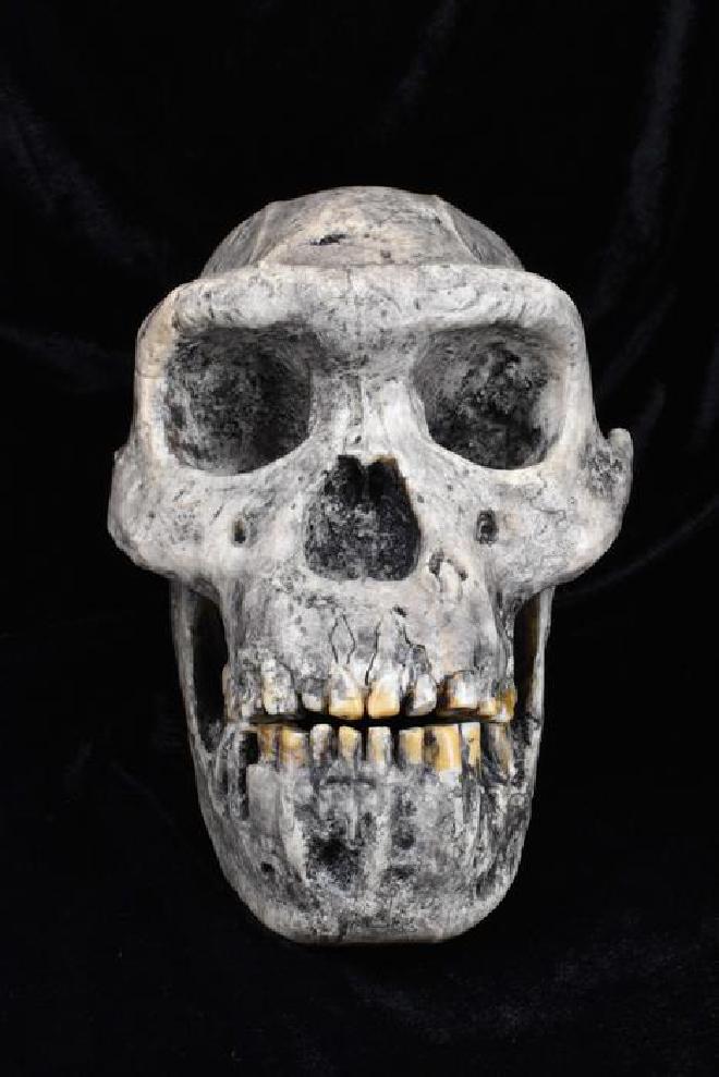 Un molde del cráneo del Homo erectus, una de las especies de homínidos analizadas en el último estudio | Crédito de la imagen: The Duckworth Laboratory