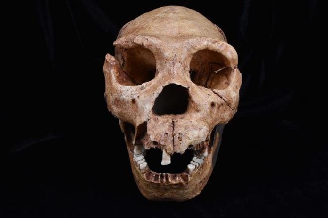 Un molde del cráneo del Homo heidelbergensis, una de las especies de homínidos analizadas en el último estudio. Crédito: The Duckworth Laboratory