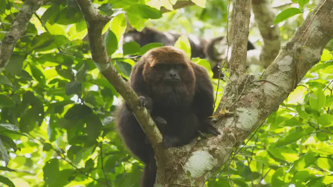 El mono aullador (Alouatta caraya) fue otra de las especies estudiadas por Giombini y su equipo