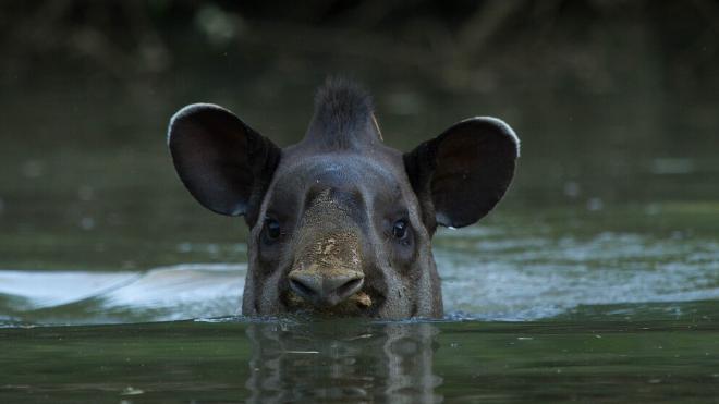 El tapir es un importante dispersor de semillas