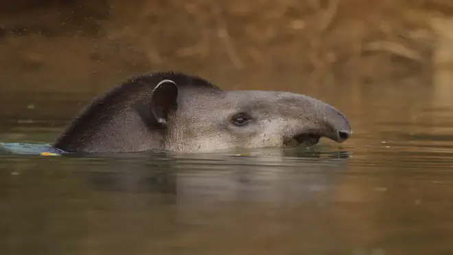 El tapir es el mamífero nativo más grande de los bosques de Sudamérica