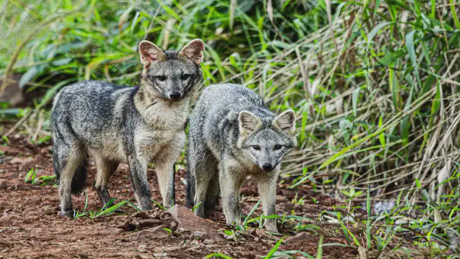 El estudio comparó la calidad de la dispersión del tapir con la del zorro de monte