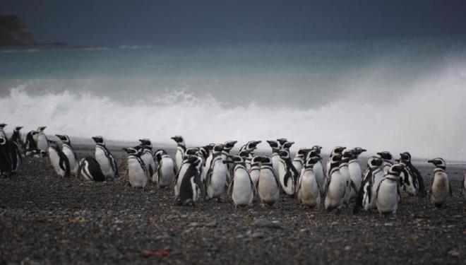 Pingüinos de Magallanes (Spheniscus magellanicus) en una colonia en Cabo Vírgenes, Tierra del Fuego