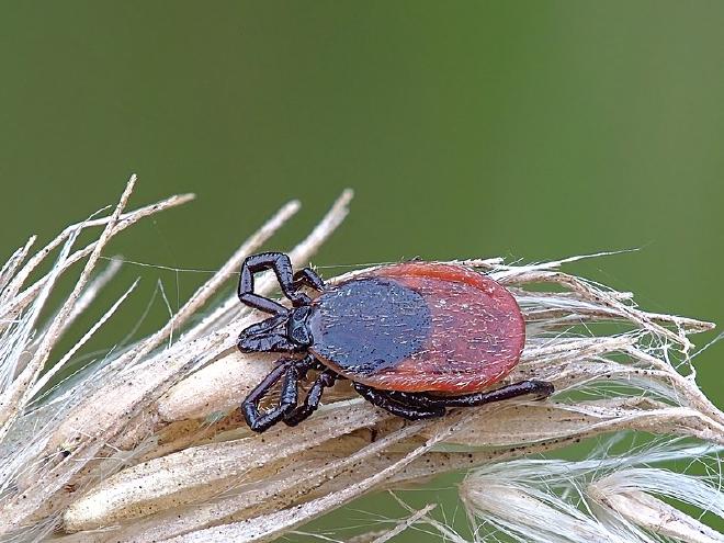 Garrapata hembra Ixodes ricinus en gramilla seca en Hochholz-Kapellenbruch, Alemania