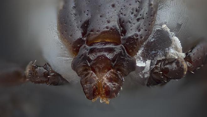 Cabeza de garrapata, excelente macrofotografía de Fedaro