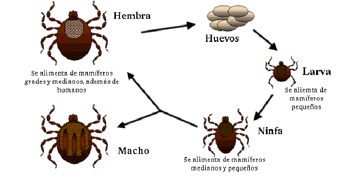 <strong>Ciclo biológico de una garrapata. Crédito de la imagen: Simonsaman</strong>