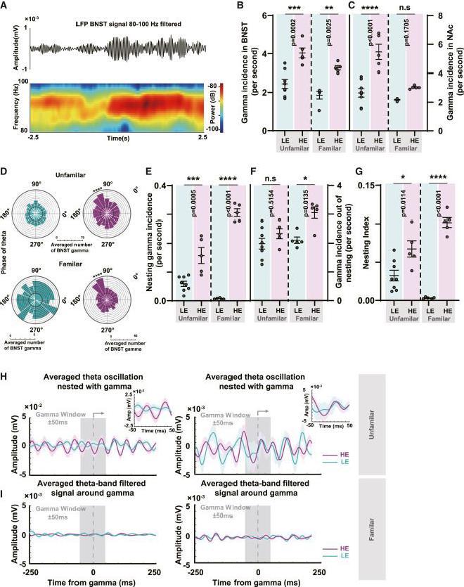 Las oscilaciones theta temporales regulan la activación de BNST-NAc en respuestas a la apreciación musical. Crédito de la imagen: Bomin Sun et al.