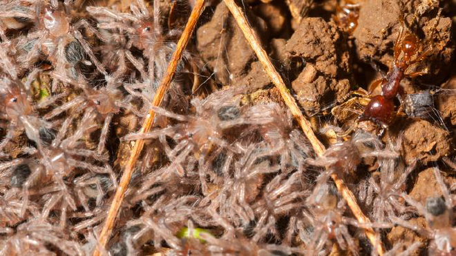 Pequeñas crías de araña en la madriguera de una tarántula y hormigas que no están interesadas en las arañas. Crédito de la imagen: Witold Lapinski