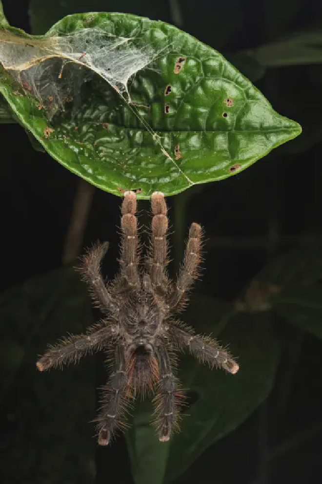 Una tarántula Avicularia hirschii escapa de las hormigas soldado colgándose de una hoja. Crédito de la imagen: Emanuele Biggi