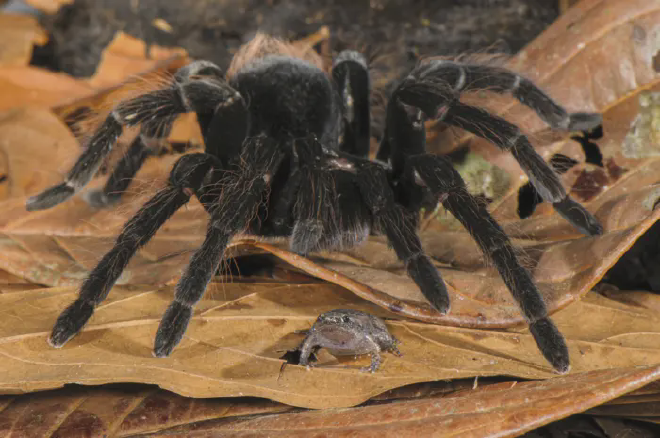 Una rana y una tarántula hacen buenos compañeros de casa. Crédito de la imagen: Francesco Tomasinelli &amp; Emanuel Biggi