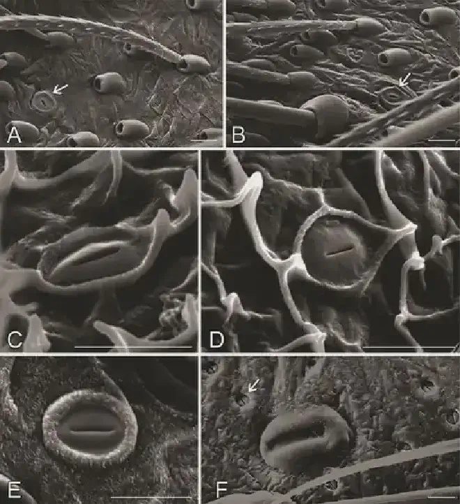 Poros cuticulares en forma de hendiduras que representan aberturas de glándulas epidérmicas. A, B. Ephebopus cyanognathus West y Marshall, 2000, fémur palpal, con setas urticantes y una abertura glandular (marcada con una flecha). C, D. Exuvia de Ephebopus cyanognathus juvenil, abdomen. E. Psalmopoeus sp., lado dorsal del metatarso. F. Liphistius sp., una hendidura sensillum (grande) y varias aberturas para glándulas (pequeñas, una marcada con una flecha). Créditos de las imágenes: Rainer Foelix. Barras de escala: 0,01 mm.