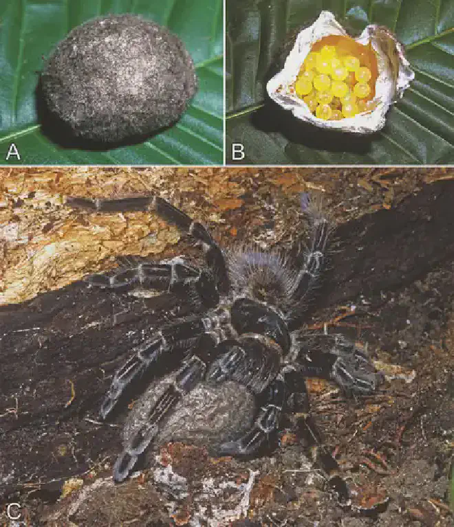 Sacos de huevos de terafósidos, fuertemente cubiertos de setas urticantes protectoras. A, B. Saco de huevos intacto y abierto de Megaphobema Velvetosoma, Loreto, Perú. C. Hembra de Tekoapora wacketi (Mello-Leitão, 1923) con su saco de huevos, Ubatuba, São Paulo, Brasil. Créditos de las imágenes: Rick C. West (A, B) e Ivan Sazima (C)