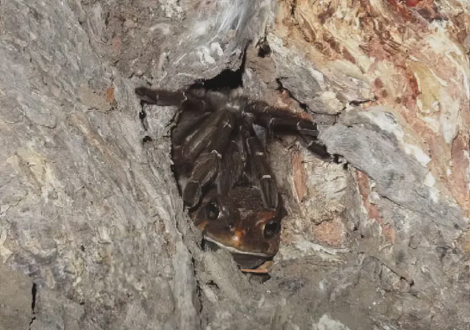 Una tarántula y un sapo ocupando el retiro de la tarántula en un árbol. Crédito de la imagen: Delwin Eggers